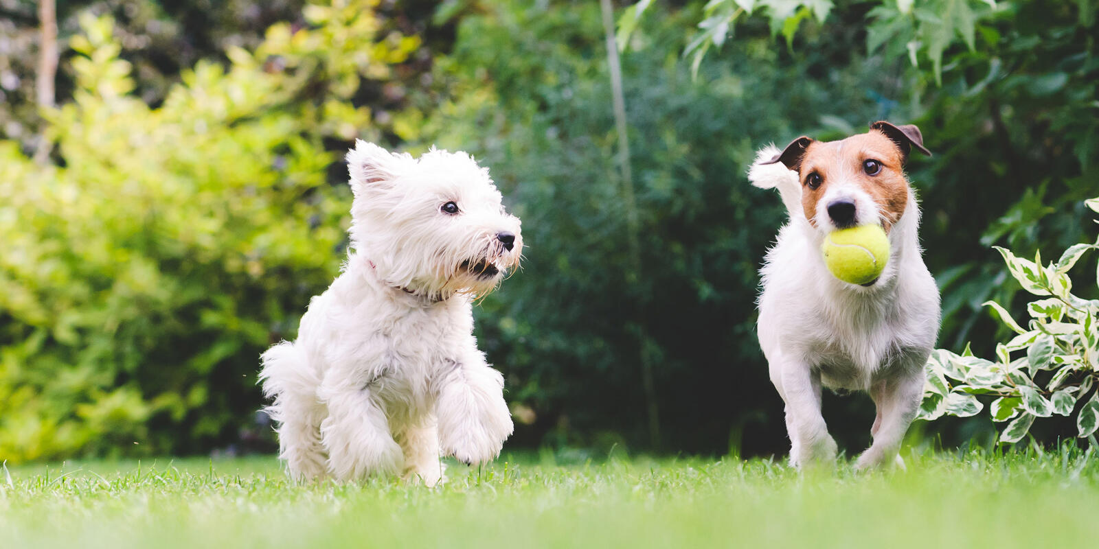 5 tips to keeping your pets cool