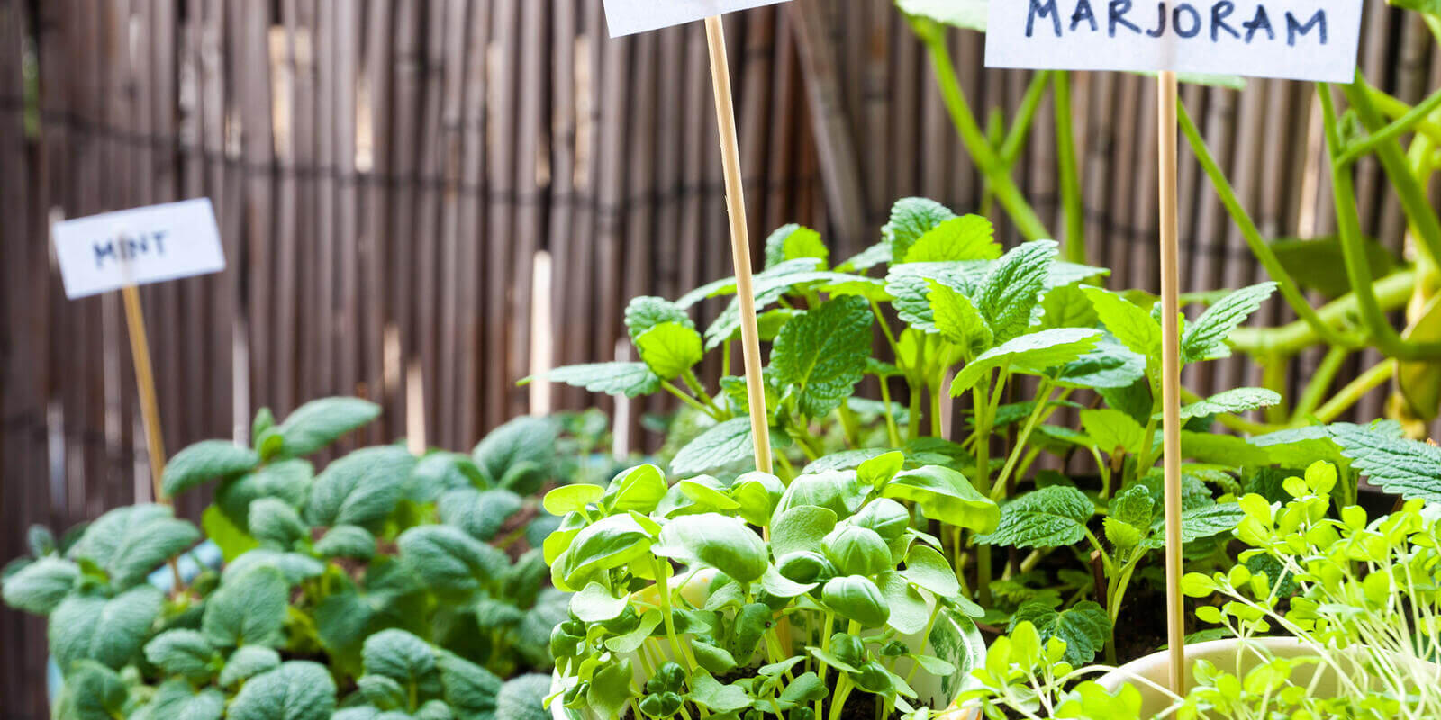 How to design a sustainable garden