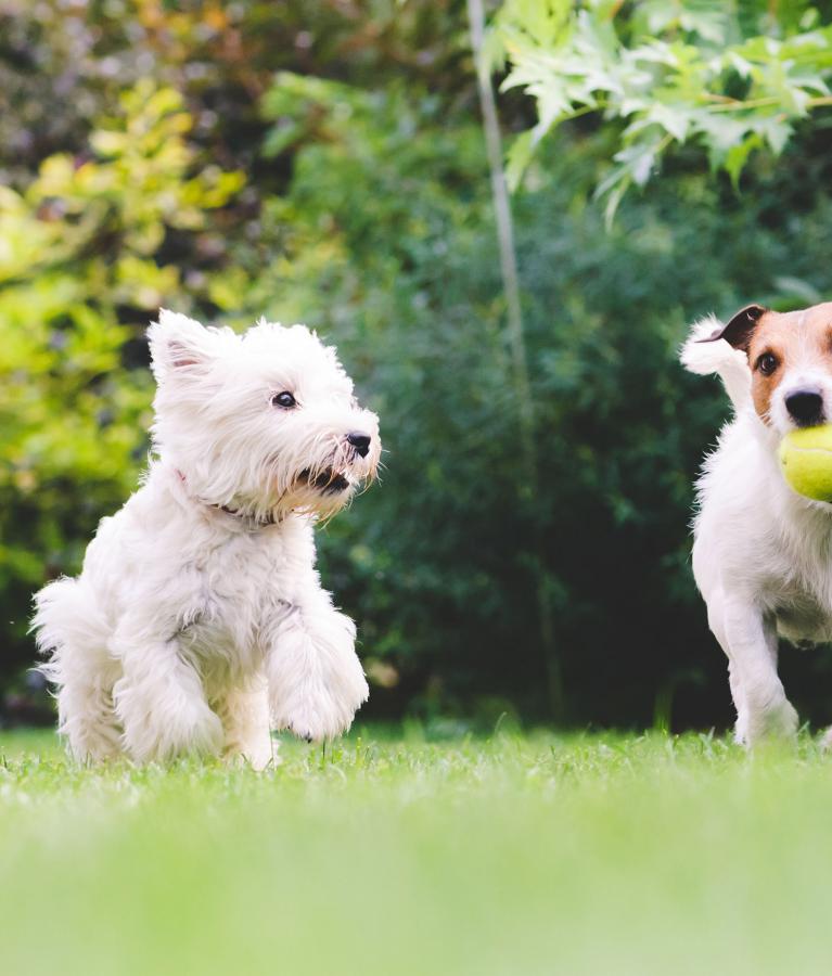 5 tips to keeping your pets cool